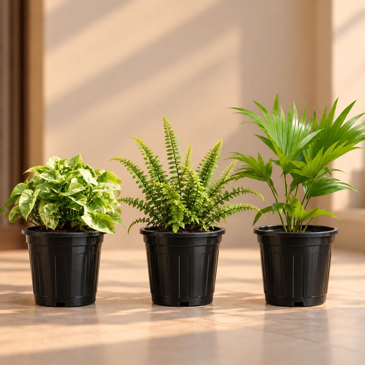 Air Purifying Indoor Plants Combo - Set of 3 - Syngonium Green, Fern & China Palm in 8 Inch Red Classy Plastic Pot
