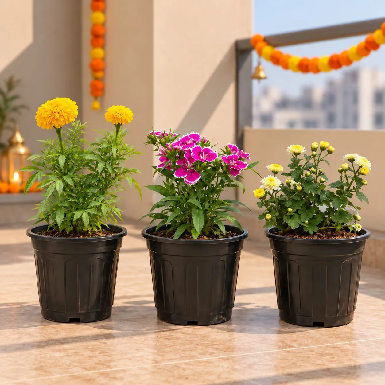 Blush & Bloom Trio - Marigold, Dianthus & Chrysanthemum ( Any Colour ) in 6 Inch Black Super Nursery Pot