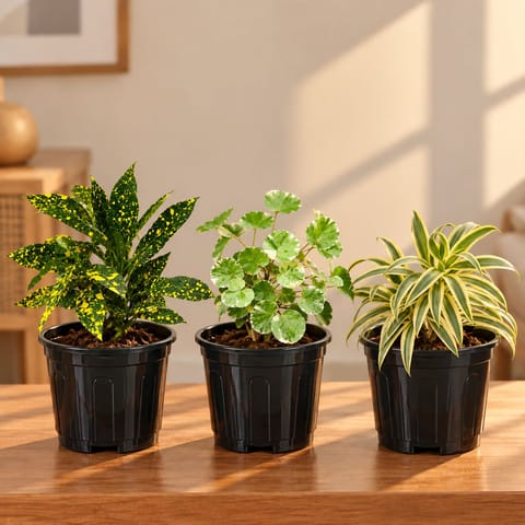 Indoor Foliage Plants - Set of 3 - Baby Croton, Aralia Apple Leaf & Song Of India in 6 Inch Black Super Nursery Pot