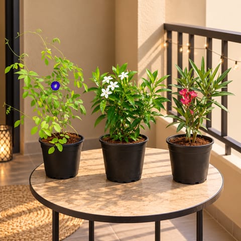Festive Floral Charm - Aparajita, Chandni Dwarf & Kaner / Oleander in 6 Inch Nursery Pots