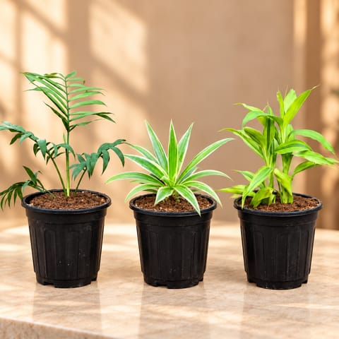 Air Purifying Trio - Set Of 3 - Chamaedorea Palm, Spider & Lucky Bamboo in 6 Inch Nursery Pots