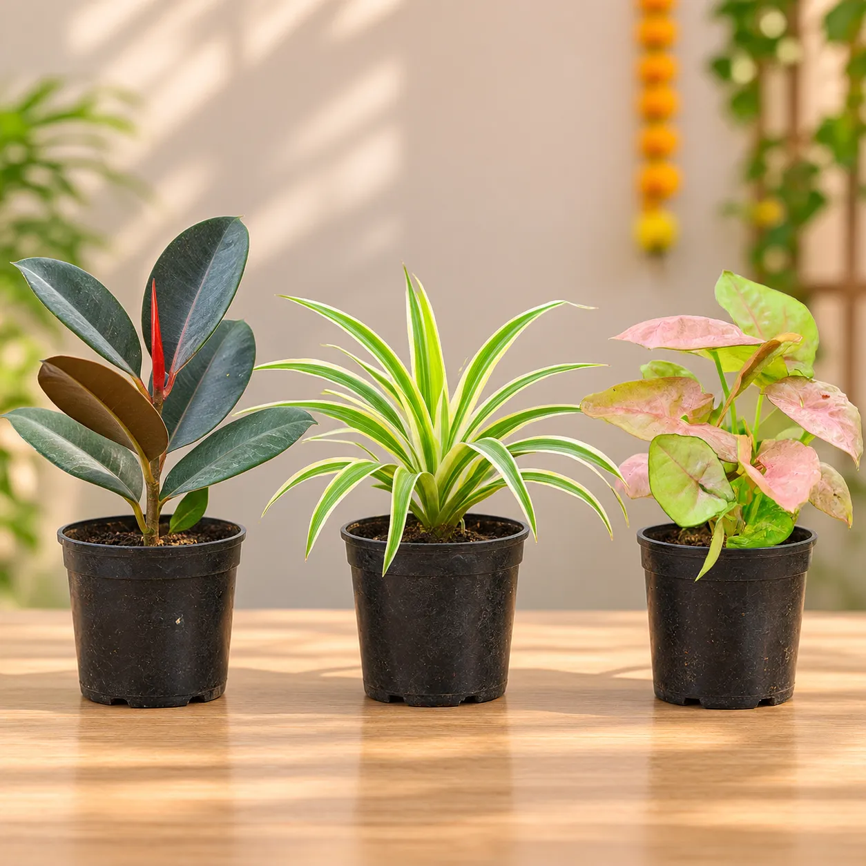 Home Green Charms - Set Of 3 - Rubber, Spider & Syngonium Pink in 4 Inch Nursery Pots