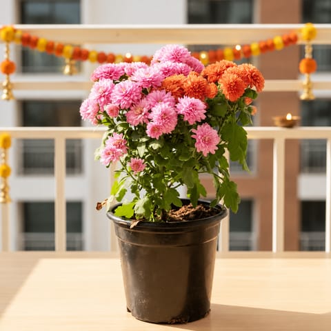 Chrysanthemum / Shevanti / Guldawari (Any Colour) in 4 Inch Nursery Pot