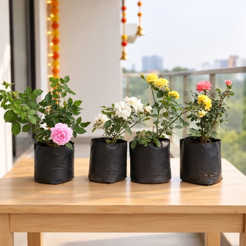 The Roseful Combo - Set of 4 - Rose / Gulab (Any Colour) in 4 Inch Nursery Bag