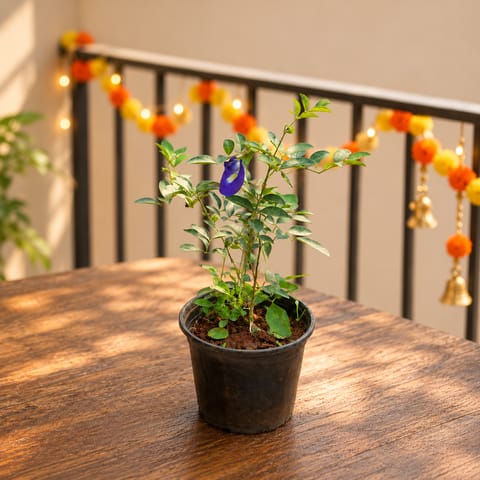 Aparajita / Asian Pigeonwings (Any Colour) in 4 Inch Nursery Pot