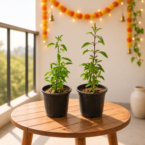Tulsi Satvik Duo - Set of 2 - Tulsi (Rama & Shyama) in 6 Inch Nursery Pot