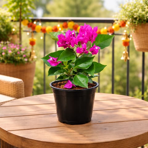 Bougainvillea Pink in 5 Inch Nursery Pot