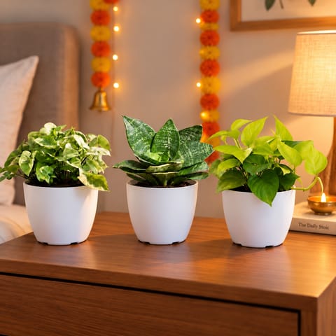 Plants For Bedroom - Set of 3 - Syngonium Green, Snake Dwarf Green & Money Plant Golden in 6 Inch White Premium Orchid Round Plastic Pot