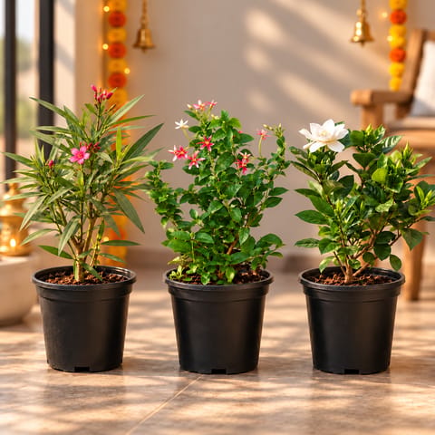 Fragrant Flowering Plants Collection - Set of 3 - Gardenia / Gandhraaj, Rangoon Creeper / Madhu Malti & Kaner / Oleander (Any Colour) in 6 Inch Nursery Pot
