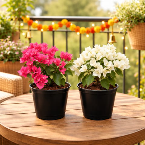 Set of 2 - Bougainvillea (Pink & White) in 5 Inch Nursery Pot