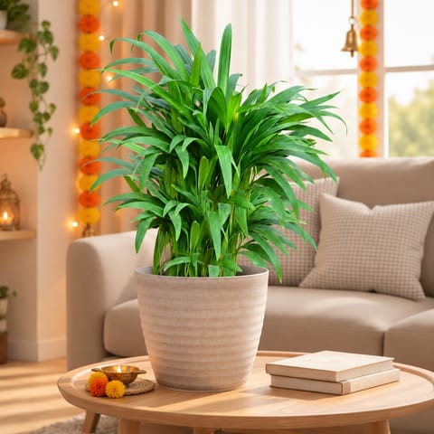 Two Areca Palm (~ 1 Ft) in 5 Inch White Avora Premium Plastic Planter