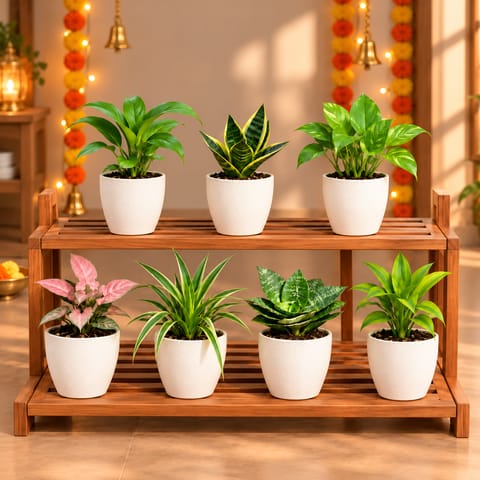Ready To Move In Table Top Plants - Set of 7 - Peace Lily, Snake Plant, Money Plant Green, Syngonium Pink, Spider, Snake Dwarf Green & Lucky Bamboo Green in 4 Inch White Orchid Plastic Pots | Decorative Indoor Plants