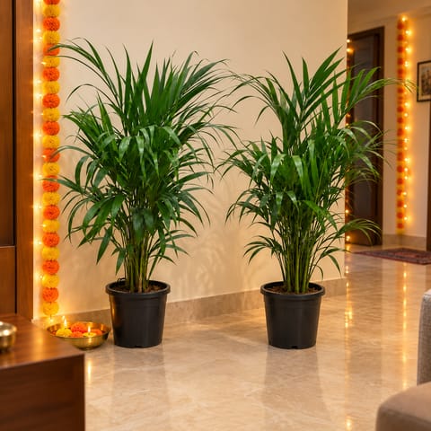 Fresh Space Duo - Set of 2 - Areca Palm (2.5- 3 Ft) in 8 Inch Nursery Pot | Air Purifying Plants | Tall Indoor Plants
