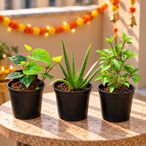 Herbs Care Combo - Set of 3 - Paan / Betel Leaf , Aloe Vera & Rama Tulsi in 4 Inch Nursery Pot