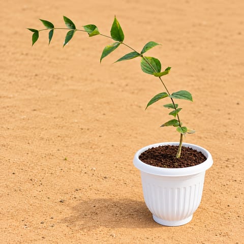 Harsingar/ Jasmine (~2 Ft) in 8 Inch White Olive Plastic Pot