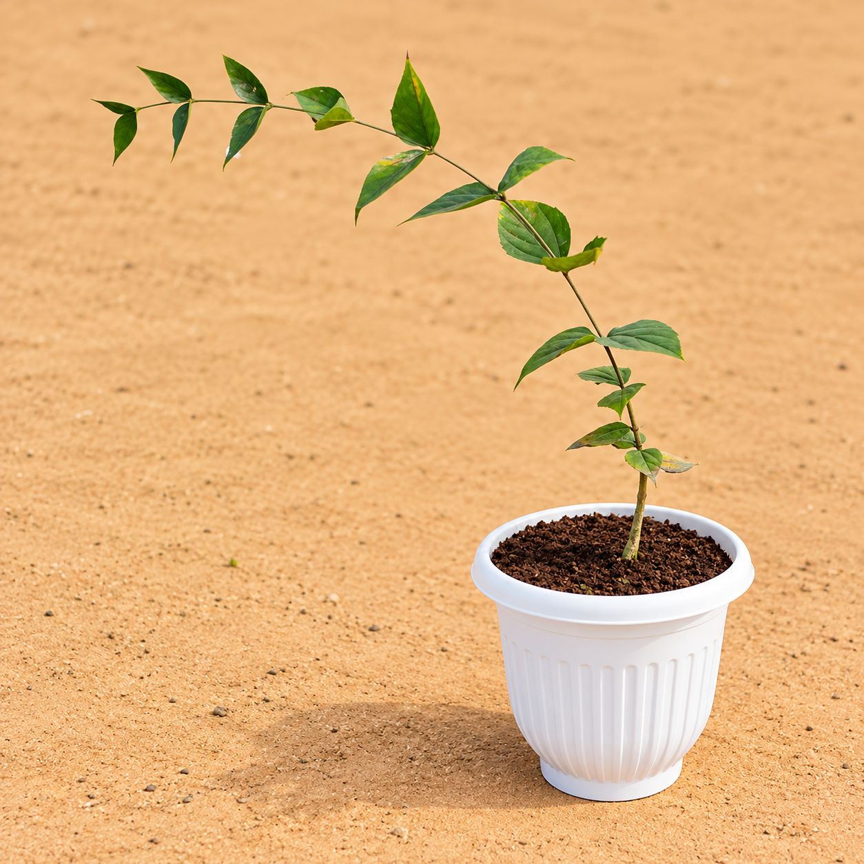 Harsingar/ Jasmine (~2 Ft) in 8 Inch White Olive Plastic Pot