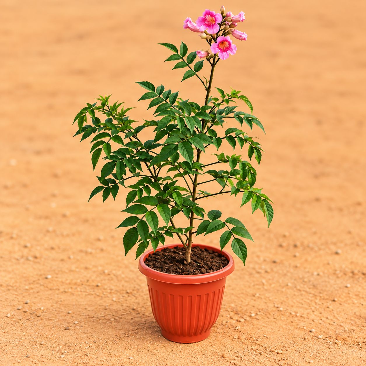 Tecoma Purple in 8 Inch Terracotta Red Olive Plastic Pot