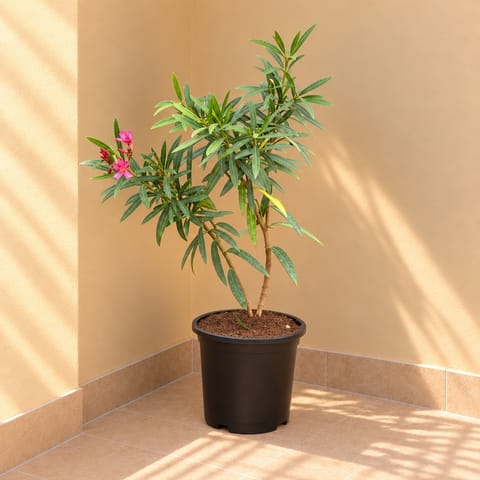 Kaner / Oleander Pink in 8 Inch White Classy Plastic Pot