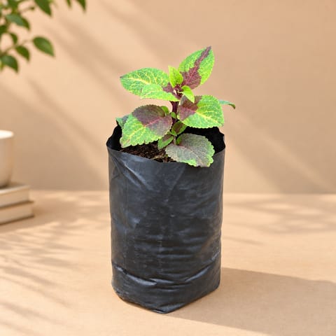 Coleus (any colour)in 3 Inch Nursery Bag