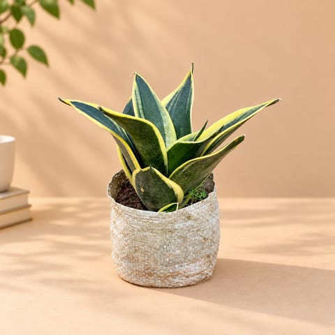 Snake Dwarf Yellow in 4 Inch Nursery Bag