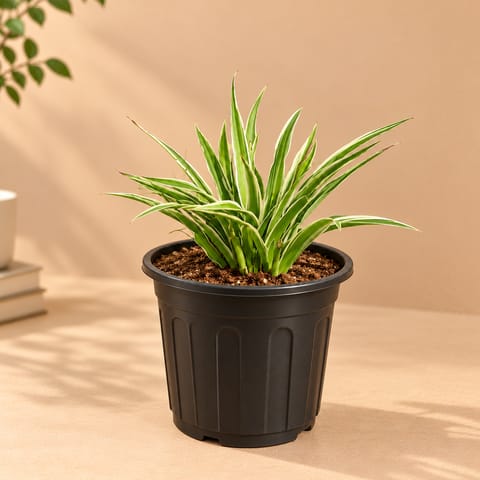 Spider in 6 Inch Super Nursery Pot