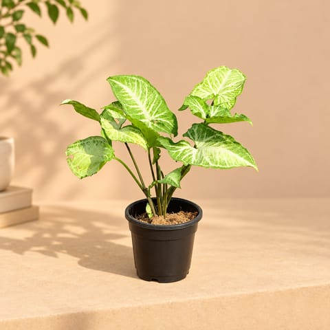 Syngonium Arrowhead Green in 4 Inch Nursery Pot