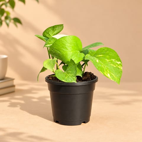 Beginner Friendly - Money Plant Green in 4 Inch Nursery Pot