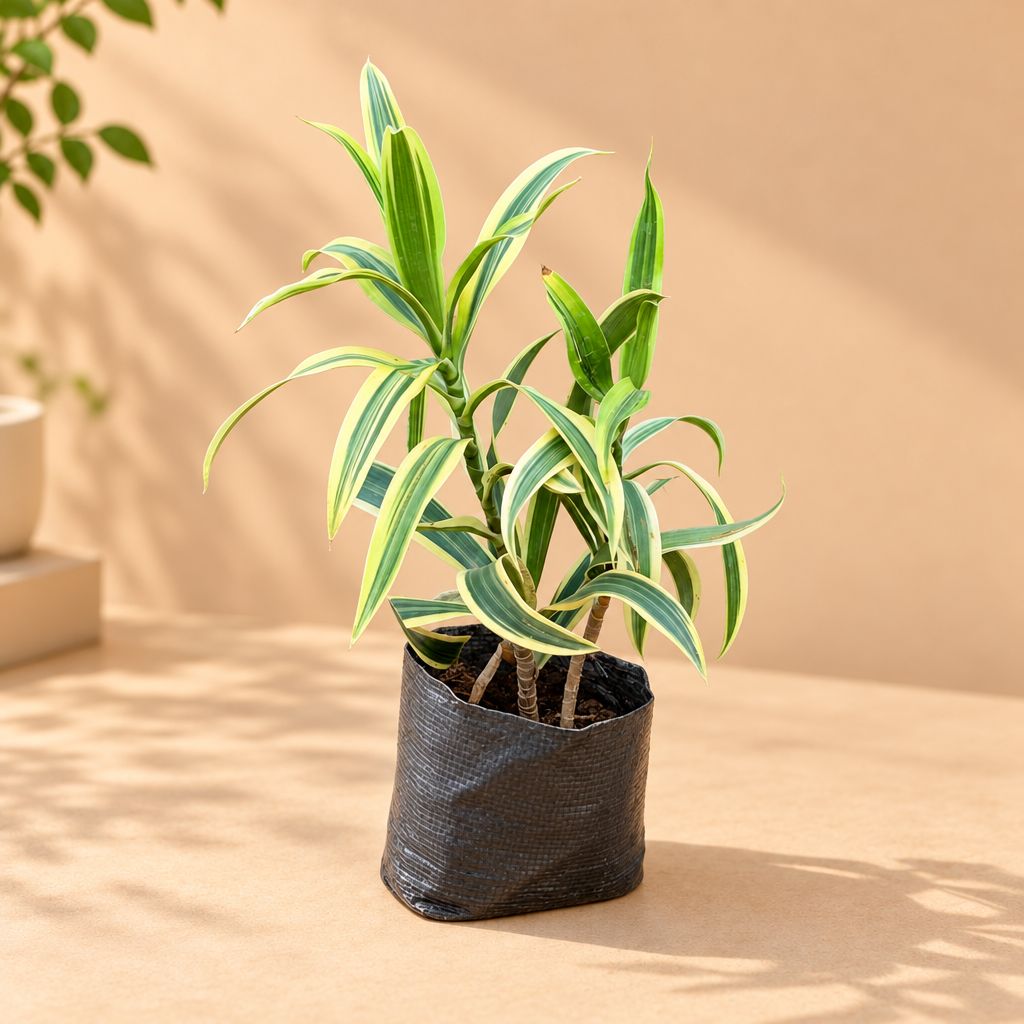 Bushy Song Of India in 4 Inch Nursery Bag
