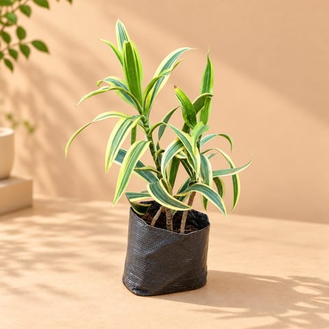 Bushy Song Of India in 4 Inch Nursery Bag