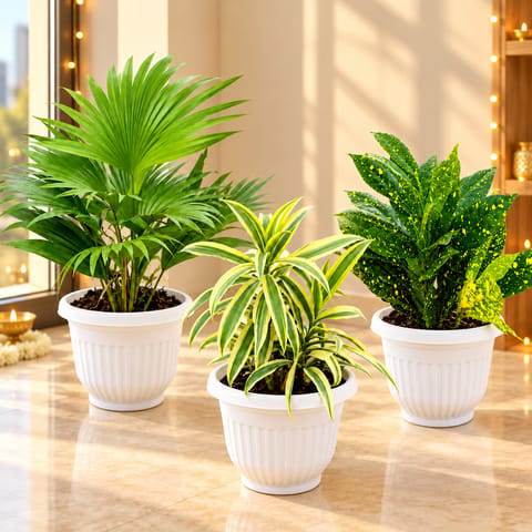 Indoor Elegant Plants Combo - Set Of 3 - China Palm, Song Of India & Baby Croton in 8 Inch White Olive Plastic Pots