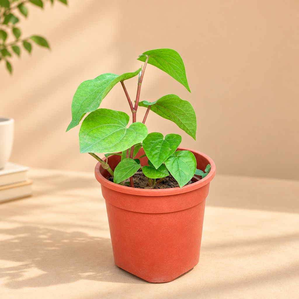 Paan / Betel Leaf Pune in 4 Inch Nursery Pot