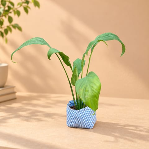 Peace Lily in 4 inch Nursery Bag
