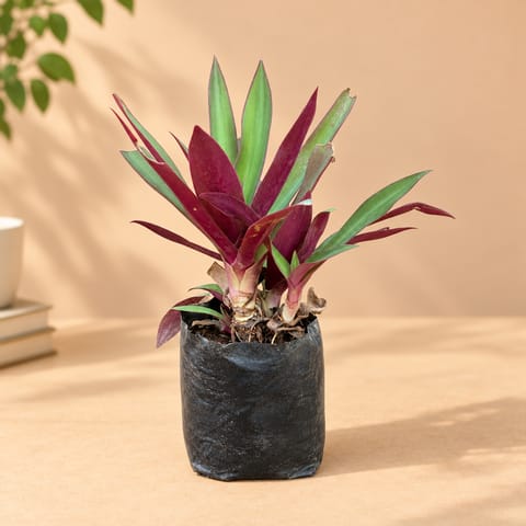 Rhoeo / Durangi in 4 Inch Nursery bag