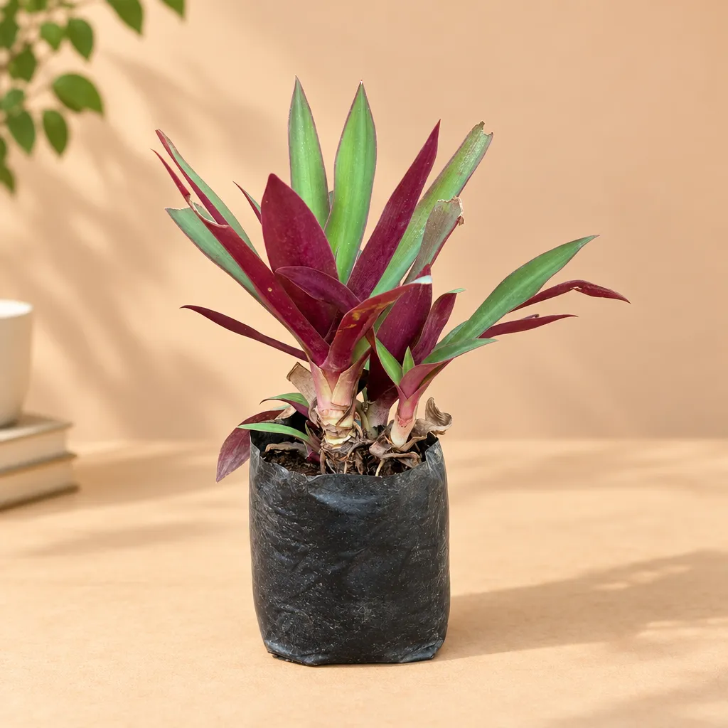 Rhoeo / Durangi in 4 Inch Nursery bag