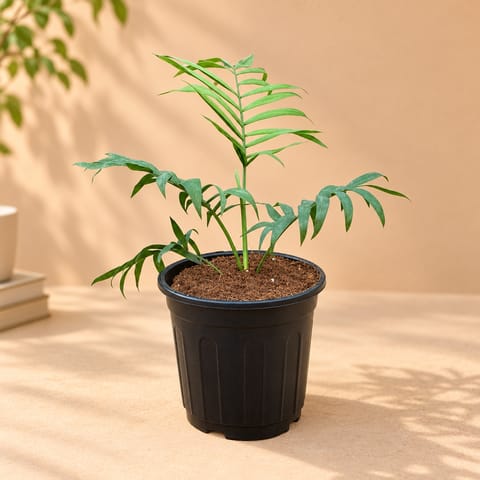 Chamaedorea Palm in 6 inch Black Super Nursery Pot