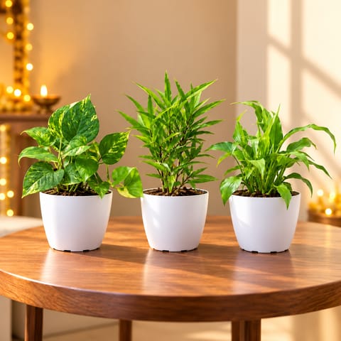 Good Fortune Pack - Set of 3 - Money Plant Green, Sukh Shanti & Peace Lily in 4 Inch White Orchid Plastic Pot
