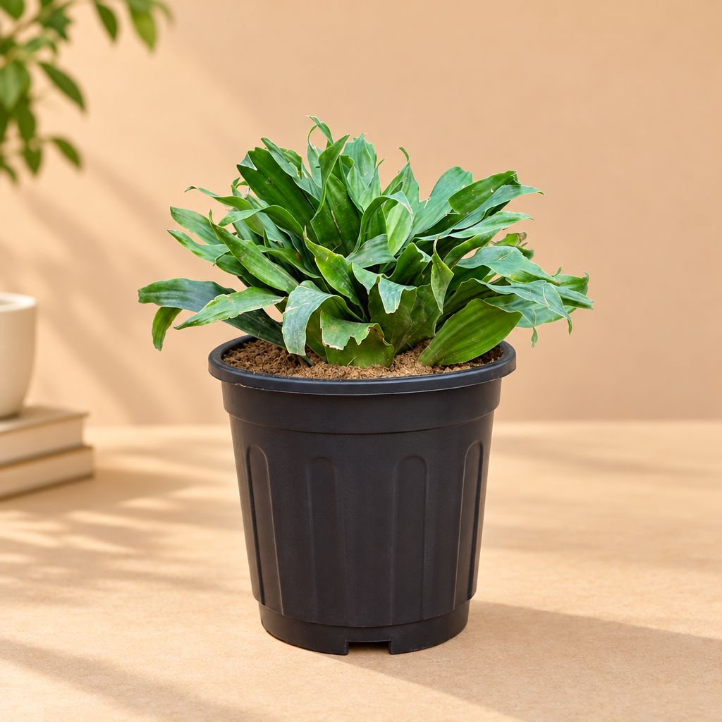 Dracaena compacta in 6 inch Black Super Nursery Pot