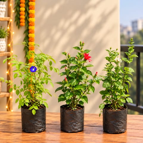 Pooja Flowering Blooms - Set of 3 - Aparajita, Hibiscus Red & Jasmine / Mogra in 6 Inch Nursery Bags