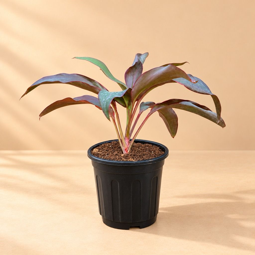 Dracaena Rosea in 6 Inch Black Super Nursery Pot