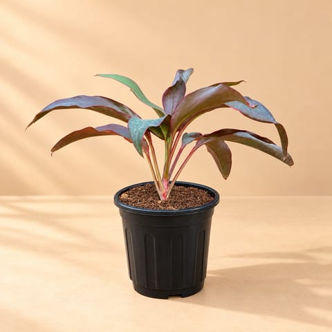 Dracaena Rosea in 6 Inch Black Super Nursery Pot