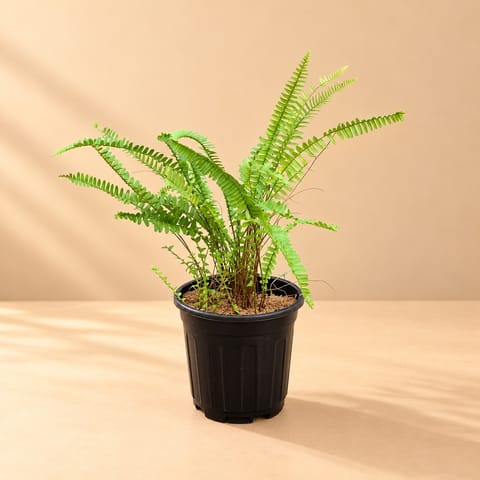 Fern Green in 6 inch Black Super Nursery Pot