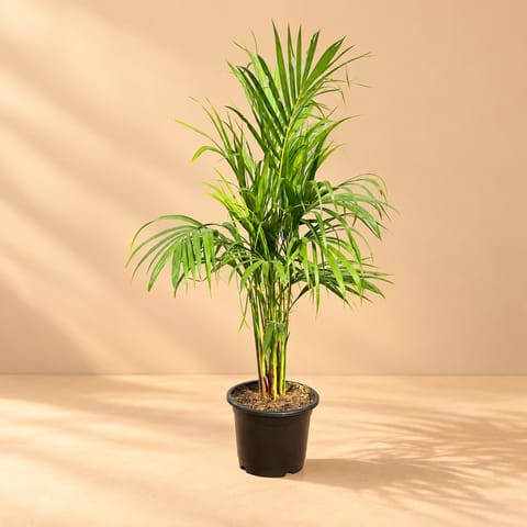 Areca (~ 3 Ft) in 8 Inch Black Nursery Pot