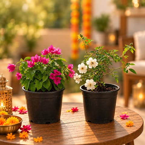 Blush bloom duo: Set of 2- Bougainvillea Dwarf & Button Rose (any color) in 5 inch Nursery Pot