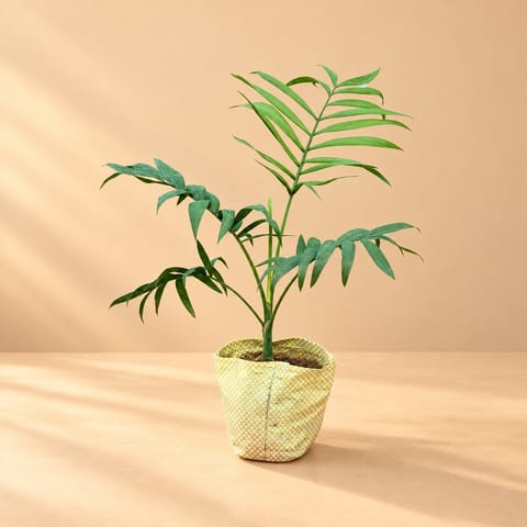 Chamaedorea Palm in 3 Inch Nursery Bag