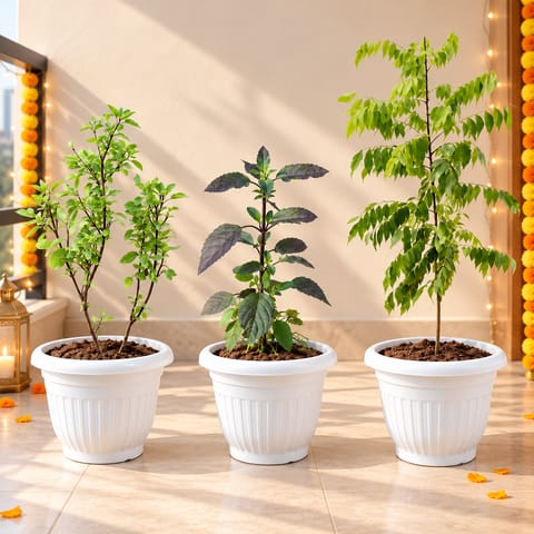 Herbs Garden - Set of 3 - Rama Tulsi, Shyama Tulsi & Curry Patta in 8 Inch White Olive Plastic Pots