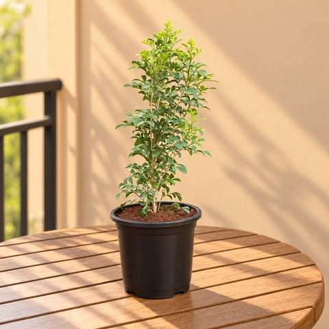 Madhu Kamini White  in 6 inch Black Super Nursery Pot