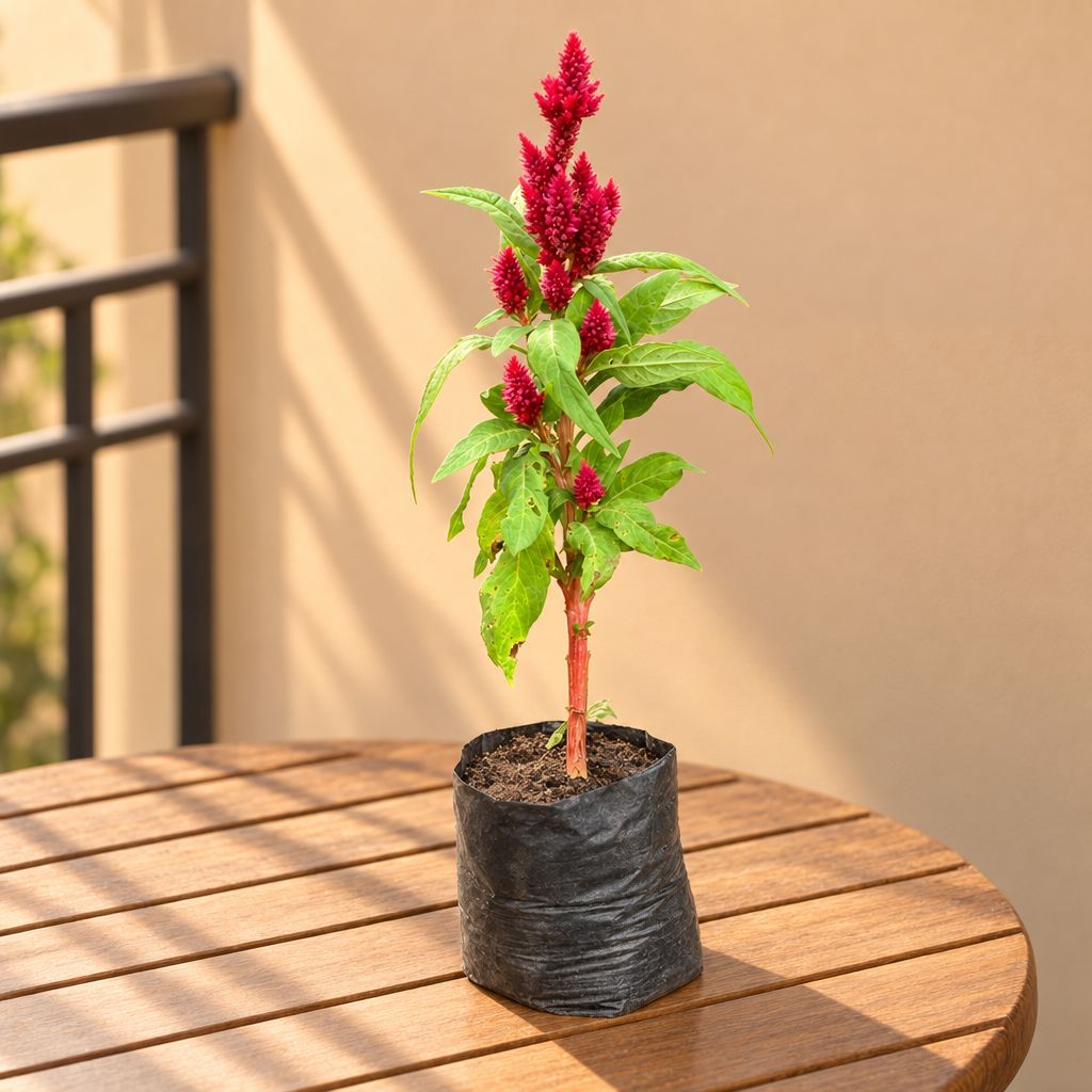 Celosia / Cockscomb (any colour)in 3 Inch Nursery Bag