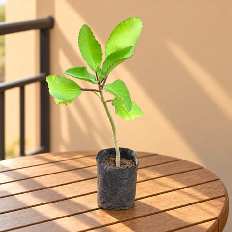 Patharchatta Medicinal Plant in 4 inch Nursery Bag