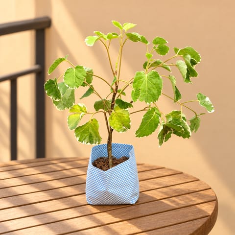 Aralia apple leaf in 4 Inch Nursery Bag
