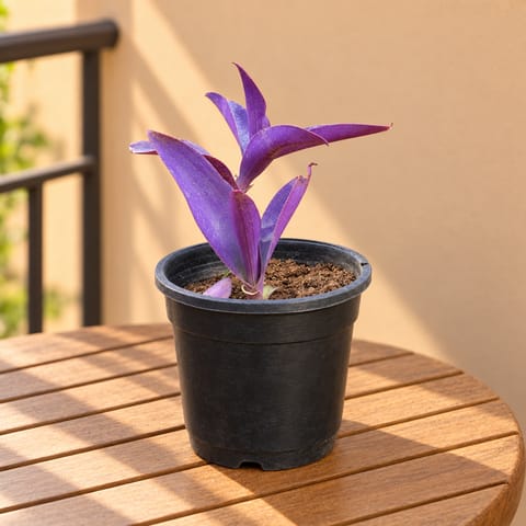 Purple Heart in 4 Inch Nursery Pot